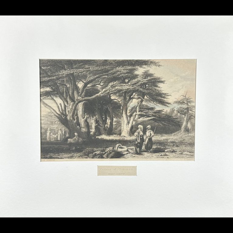 CEDARS OF SOLOMON (MOUNT LEBANON)