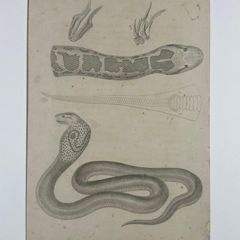 COMPARATIVE ANATOMICAL STUDY OF SNAKES