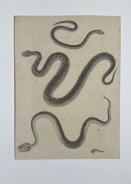 MORPHOLOGICAL STUDY OF SERPENTINE SPECIES