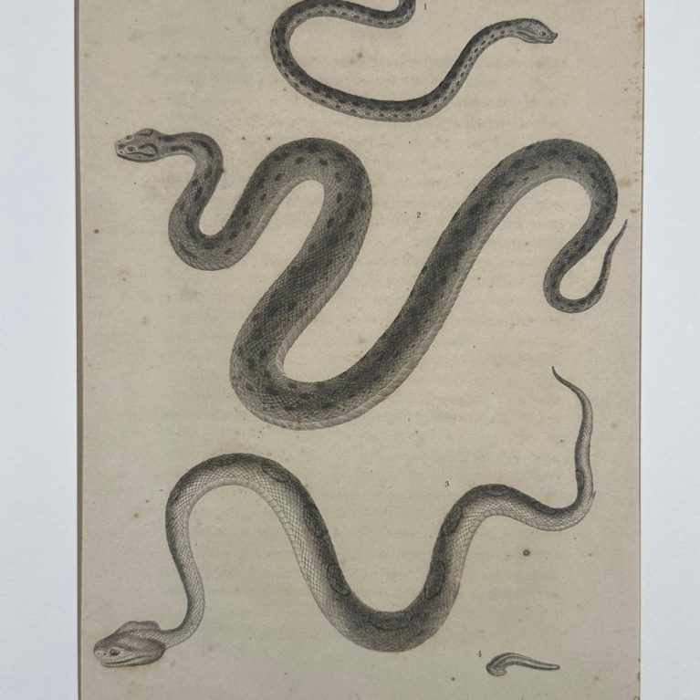 MORPHOLOGICAL STUDY OF SERPENTINE SPECIES