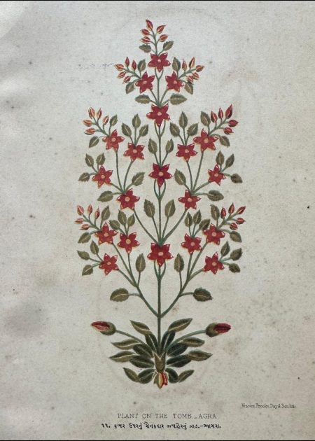 PLANT ON THE TOMB-AGRA