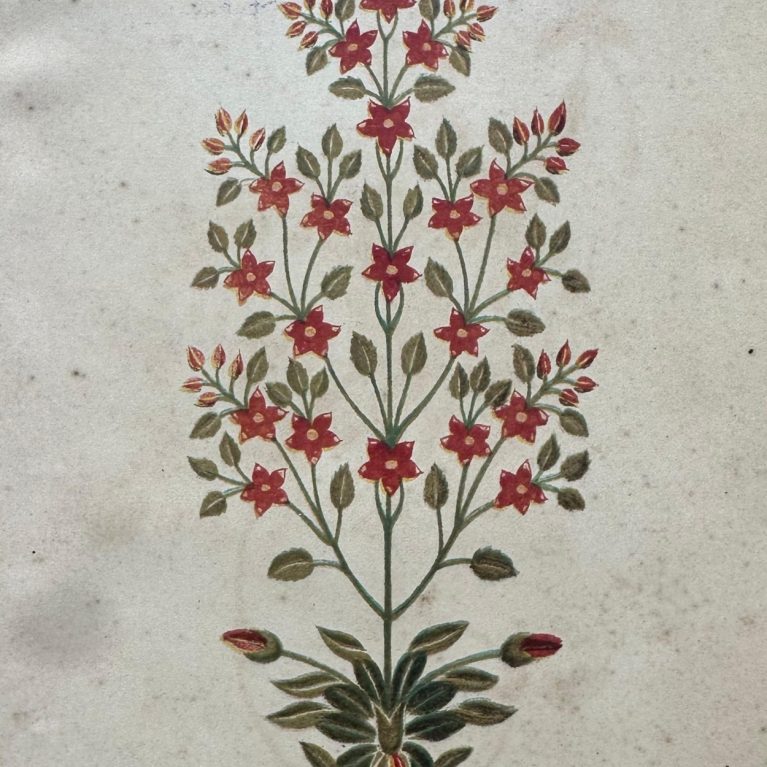 PLANT ON THE TOMB-AGRA