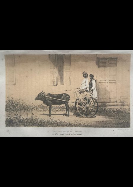 BULLOCK HACKERY-MADRAS