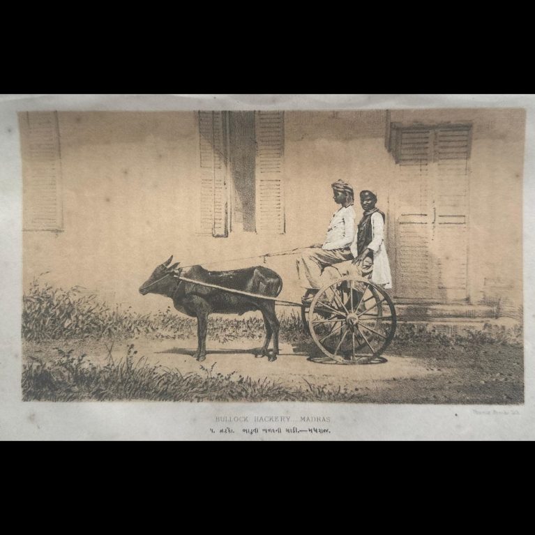 BULLOCK HACKERY-MADRAS